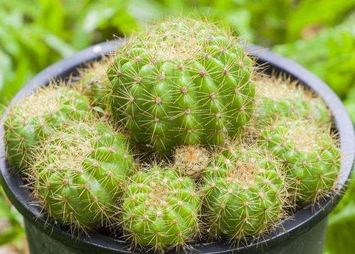 仙人球吃瓜娱乐,瓜果乐园的奇幻之旅